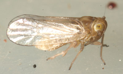 Scottianella dalei female