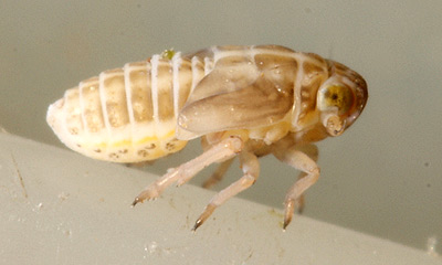 Scottianella dalei? nymph