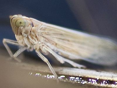 Stenocranus fuscovittatus