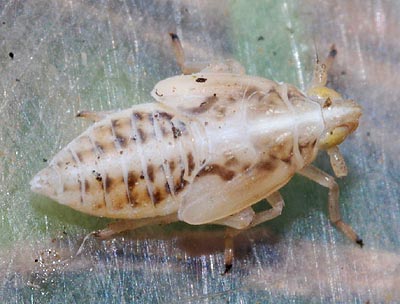 Stenocranus major nymph