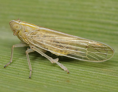 Stenocranus major