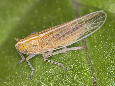 Stenocranus major