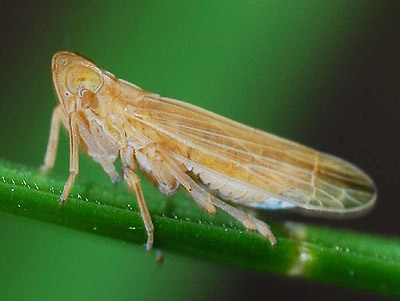 side view