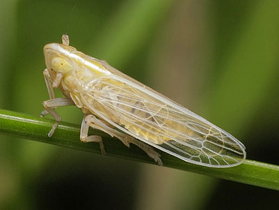 Stenocranus minutus
