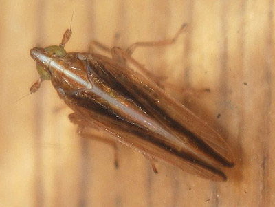 dark form