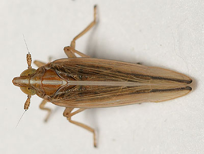 dark form