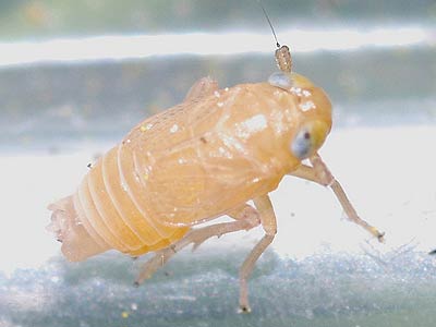 Xanthodelaphax flaveola