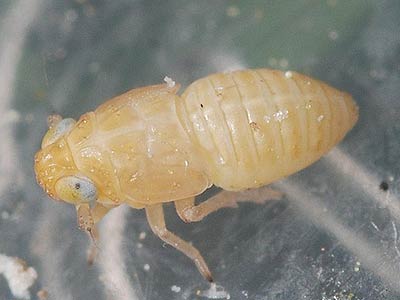 Xanthodelphax flaveola