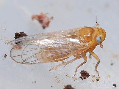 Xanthodelphax flaveola