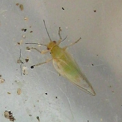 Bactericera crithmi
