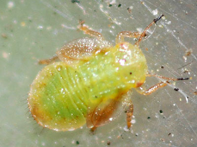 Cacopsylla peregrina