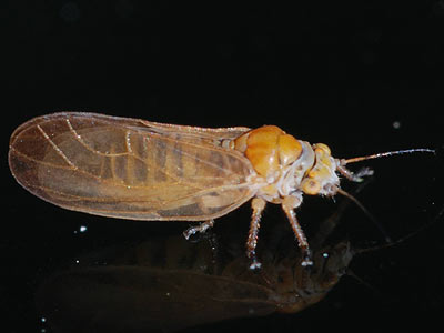 Chamaepsylla hartigii