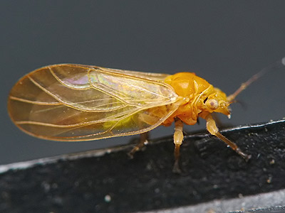 Psylla hartigi