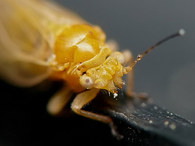 Psylla hartigi