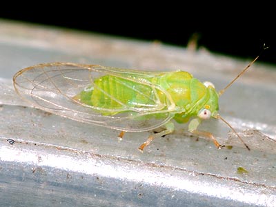 Psylla peregrina