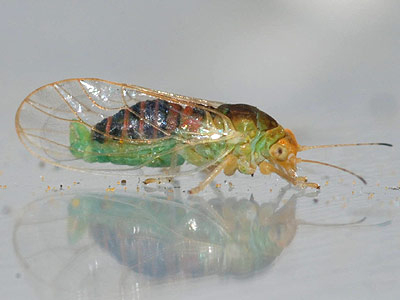 Psylla peregrina