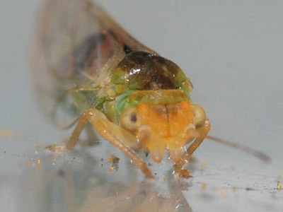 Psylla peregrina face