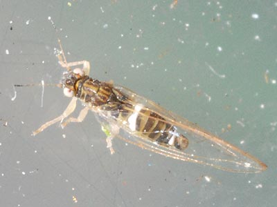 Trioza alacris