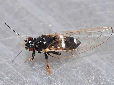Trioza galii