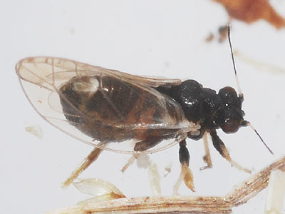 Trioza galii