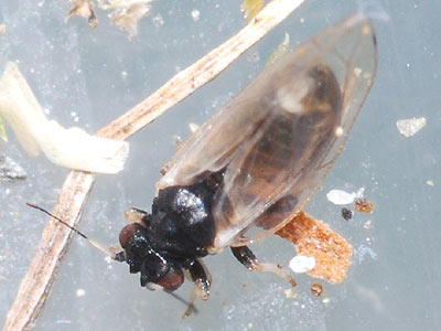 Trioza galii