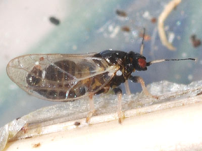 Trioza galii