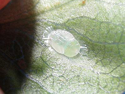 Trioza vitreoradiata