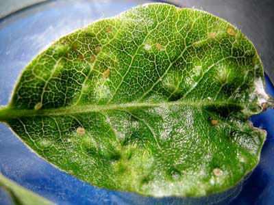Trioza vitreoradiata