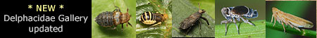 NEW: Delphacidae Gallery updated