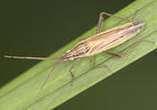 Miridae (Plant bugs)