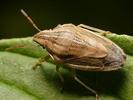 Pentatomoidea (Shieldbugs)
