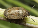 Neottiglossa pusilla