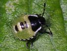 Pentatomoidea (Shieldbugs)