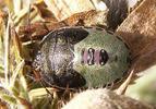 Piezodorus lituratus nymph