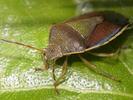 Piezodorus lituratus