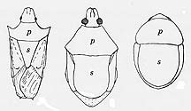 Pentatmoidea body shapes