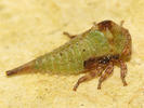 Gargara genistae nymph