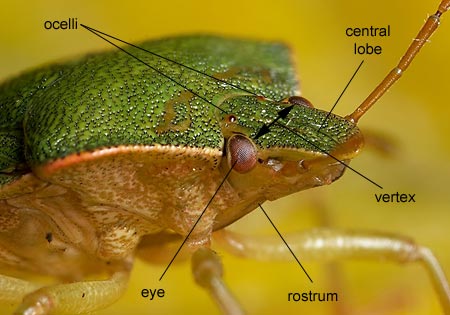 Heteroptera: Pentatomidae (Shieldbug)