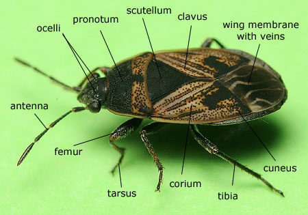 Heteroptera: Lygaeidae (Ground bug)