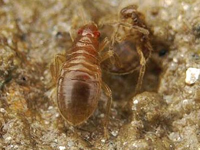 Aepophilus bonnairei