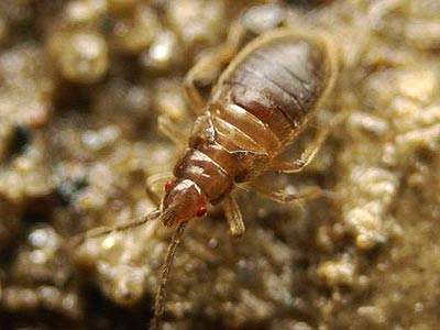 Aepophilus bonnairei