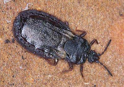Aneurus avenius