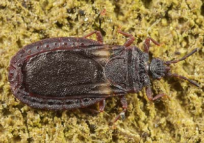 Aneurus avenius