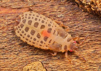 Aneurus avenius