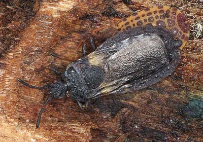 Aneurus avenius