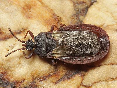 Aneurus avenius