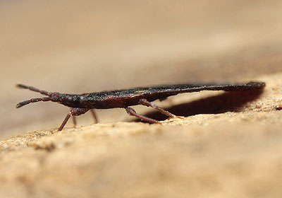 Aneurus avenius