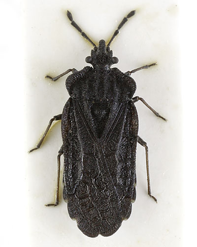 Aradus aterrimus