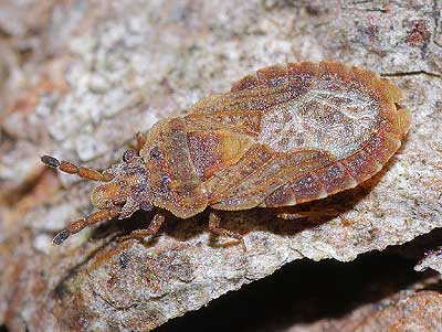 Aradus cinnamomeus