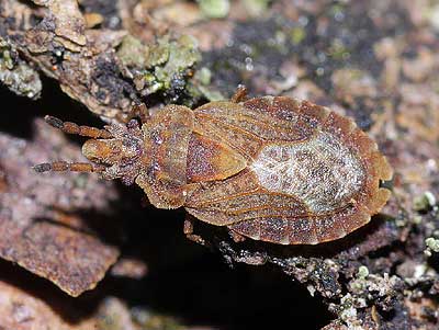 Aradus cinnamomeus